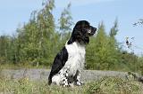 SPRINGER SPANIEL 002